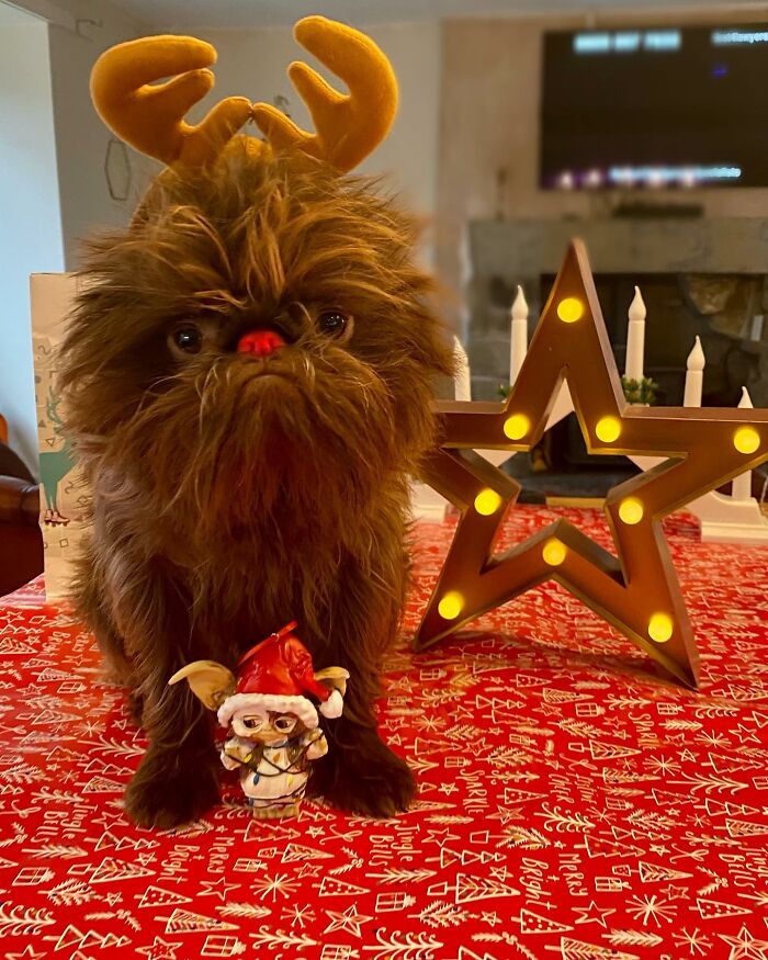 Dog Goes Viral For Looking Exactly Like Real-Life Chewbacca From &ldquo;Star Wars&rdquo;