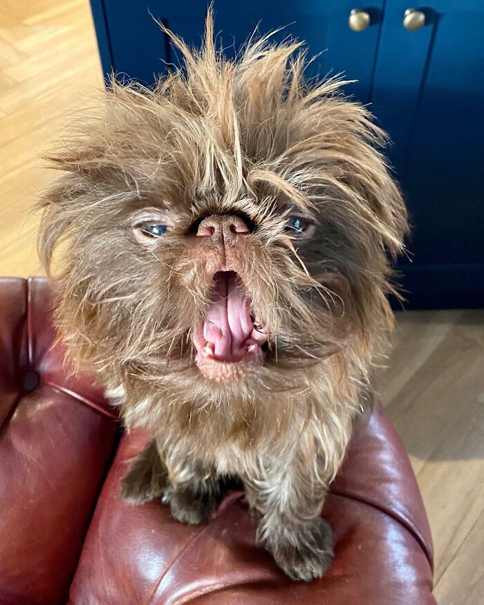 Dog Goes Viral For Looking Exactly Like Real-Life Chewbacca From &ldquo;Star Wars&rdquo;