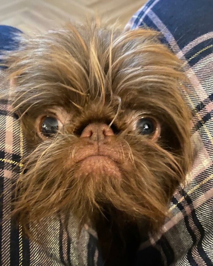 Dog Goes Viral For Looking Exactly Like Real-Life Chewbacca From &ldquo;Star Wars&rdquo;