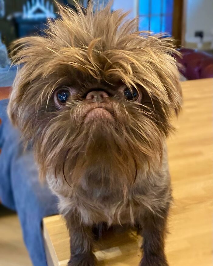 Dog Goes Viral For Looking Exactly Like Real-Life Chewbacca From &ldquo;Star Wars&rdquo;