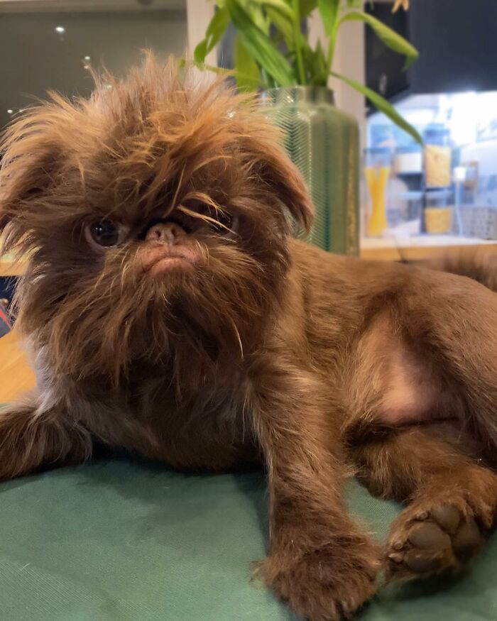 Dog Goes Viral For Looking Exactly Like Real-Life Chewbacca From &ldquo;Star Wars&rdquo;