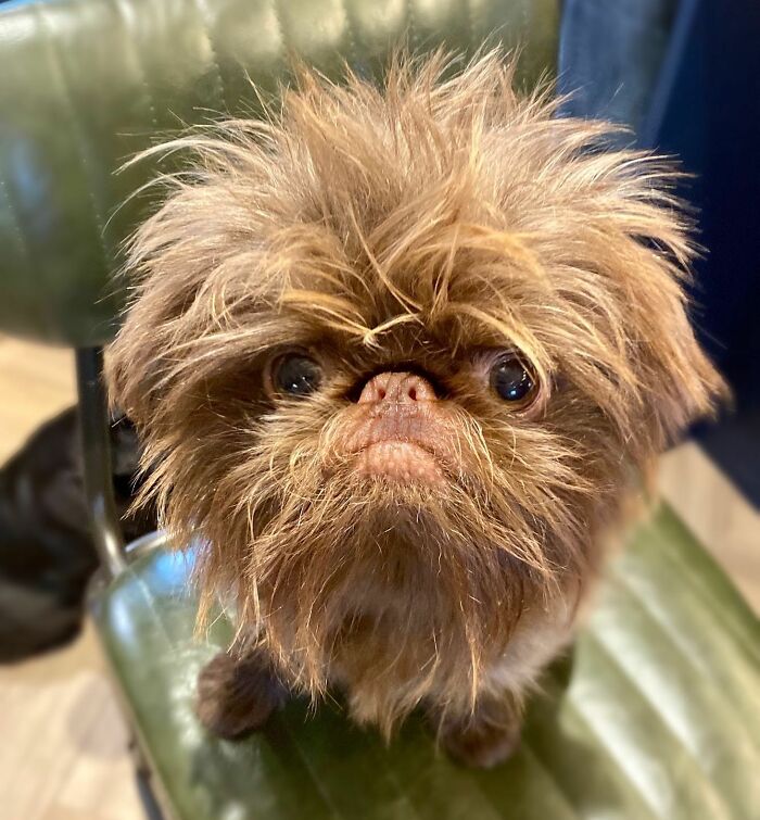 Dog Goes Viral For Looking Exactly Like Real-Life Chewbacca From &ldquo;Star Wars&rdquo;