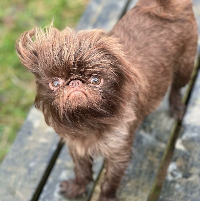 Dog Goes Viral For Looking Exactly Like Real-Life Chewbacca From &ldquo;Star Wars&rdquo;