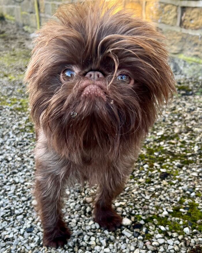 Dog Goes Viral For Looking Exactly Like Real-Life Chewbacca From &ldquo;Star Wars&rdquo;