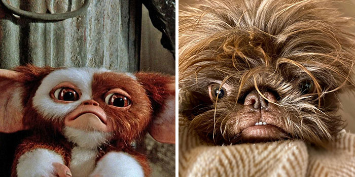 Dog Goes Viral For Looking Exactly Like Real-Life Chewbacca From &ldquo;Star Wars&rdquo;