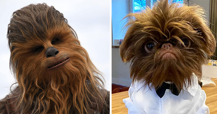 Dog Goes Viral For Looking Exactly Like Real-Life Chewbacca From &ldquo;Star Wars&rdquo;