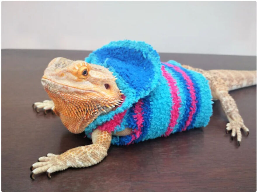 Cute Bearded Dragon, His Name Is Rex