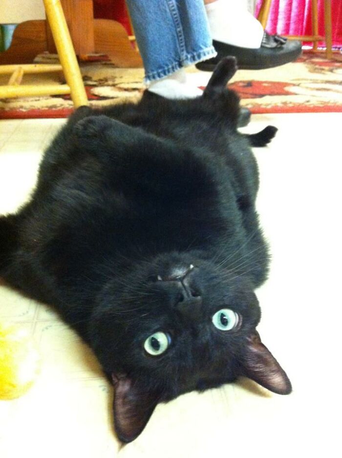 Hannibal And His 'Vampire' Teefs.