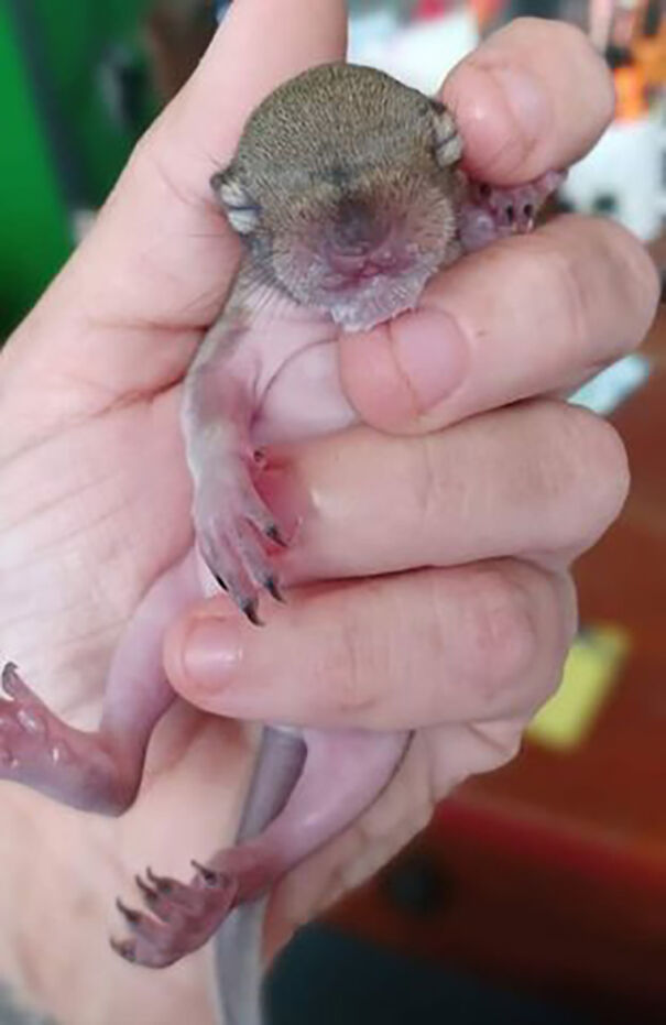 Jill Horstmann Dedicated Her Life To The Causes Of Squirrels