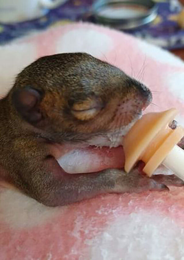 Jill Horstmann Dedicated Her Life To The Causes Of Squirrels