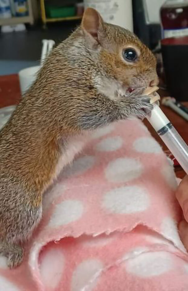 Jill Horstmann Dedicated Her Life To The Causes Of Squirrels