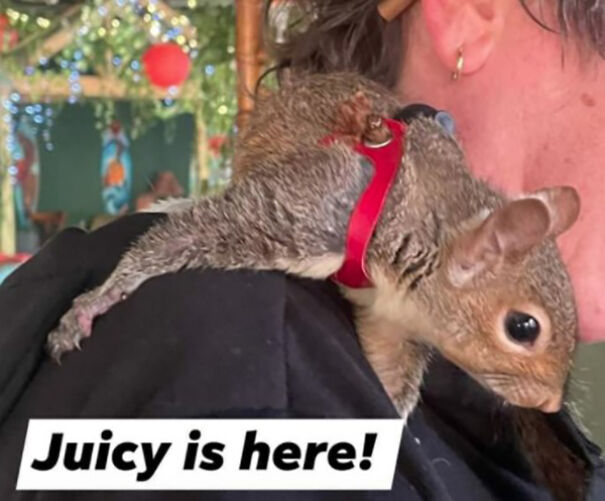 Jill Horstmann Dedicated Her Life To The Causes Of Squirrels