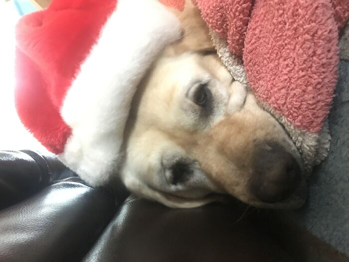 Labrador Retriever, Ipo (Hawaiian For Sweetheart!)