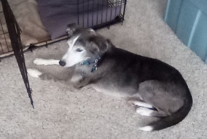 Sheldon Told "Go To Your Crate!" Sheldon Went To His Crate