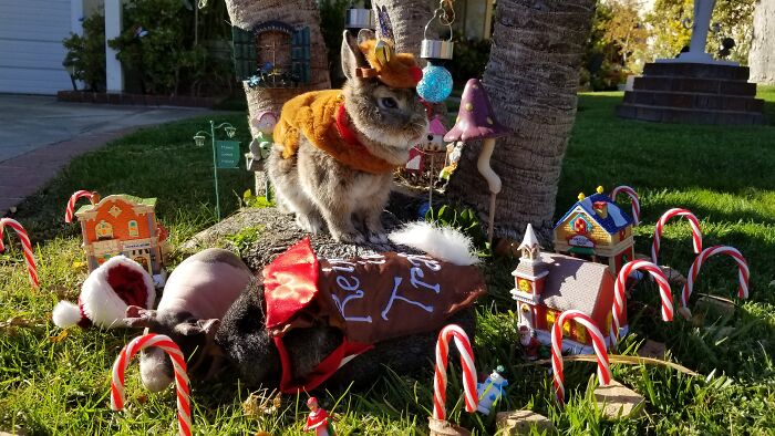 I Created A Mini Gnome Garden With Monthly Themes For My Bunny