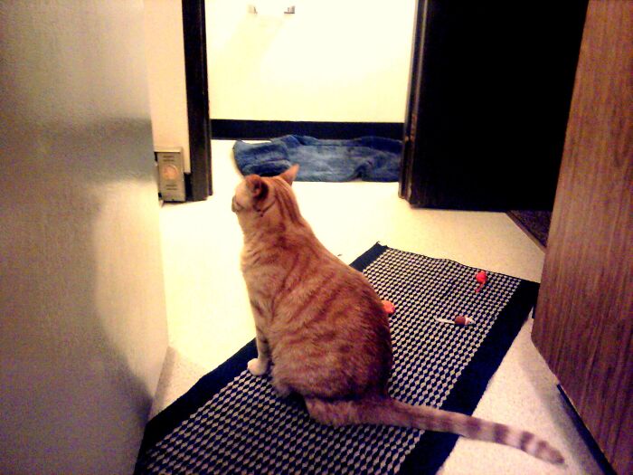 I Did Not Mess Up The Rugs While Playing!