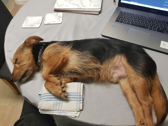 Milo After A Hard Day Being A Good Boy.....