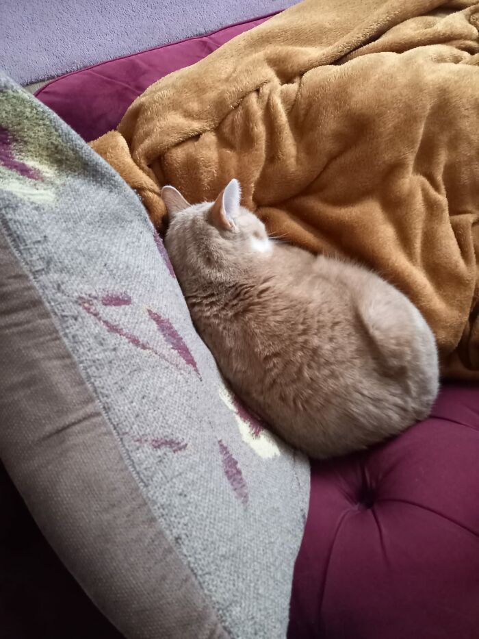 My Little Tilly Kicking Us Off The Sofa So She Can Have The Blanket Pillow And Warm Spot!