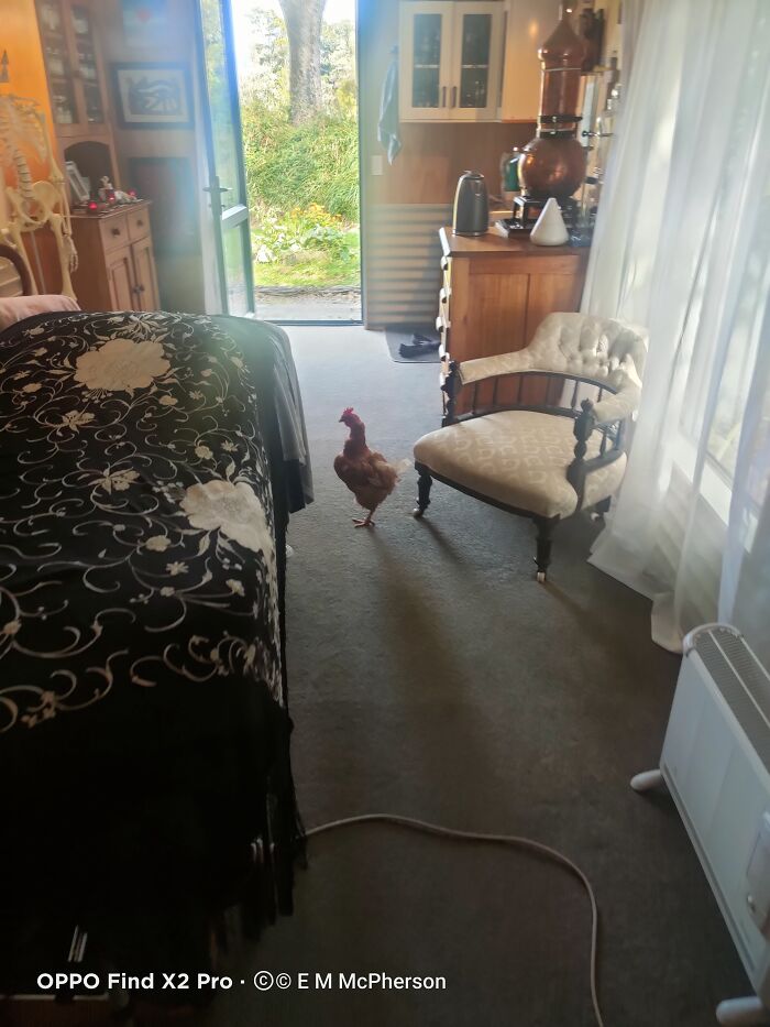 My Home Workspace Where Our Hens Visit