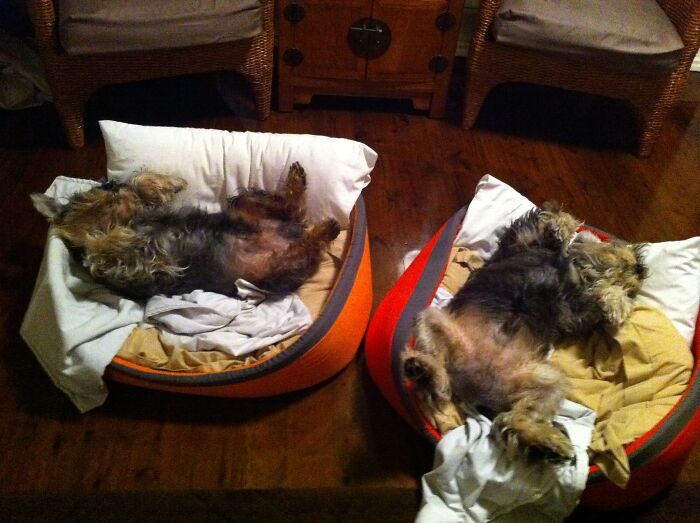 Been Raining For Weeks Here In Sydney... This Is What Happens After A Walk In The Rain!