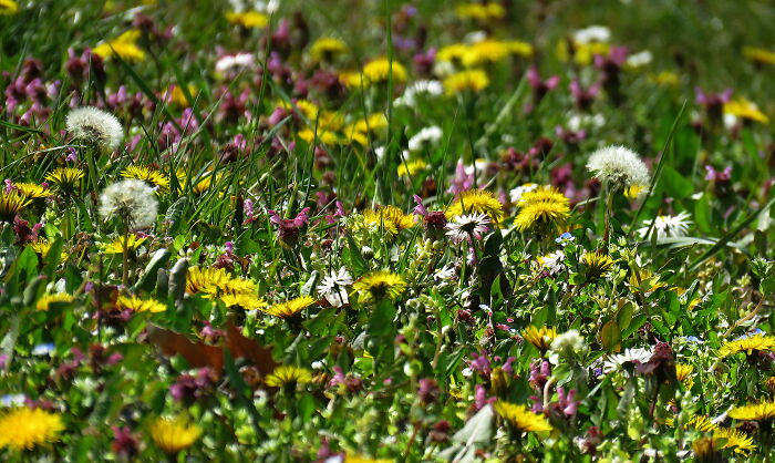 Meadow In The Heart Of The City, Next To Lake Ada, Belgrade