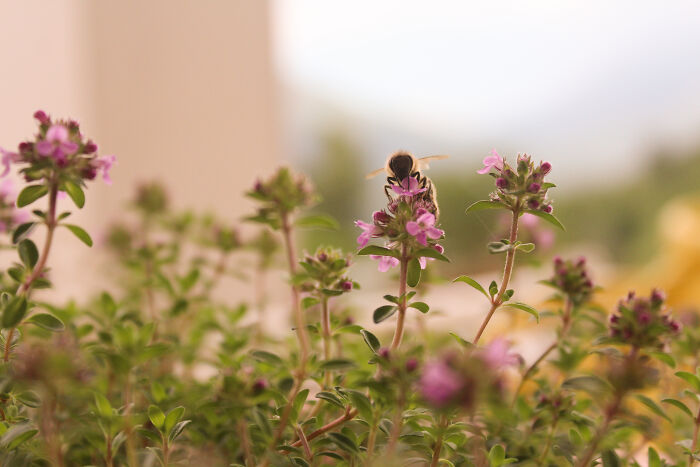 A Bee Chose My Thyme's Flowers To Search For Food