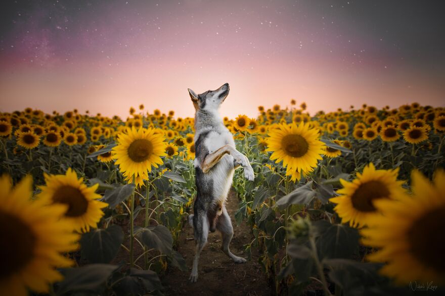 25 Of The Best Dog Photos I’ve Ever Taken - Nikol Kopp
