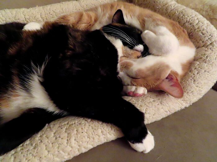 Two Sleepy, Sweet Souls 🥰