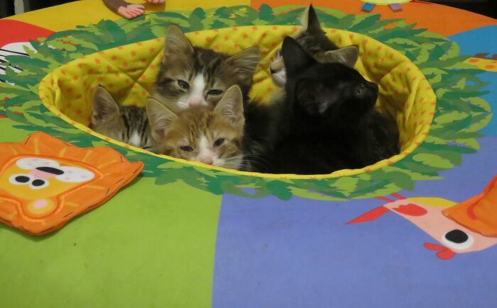 Found A Baby Play Ring Thrown Out. Kept My Kittens Happy