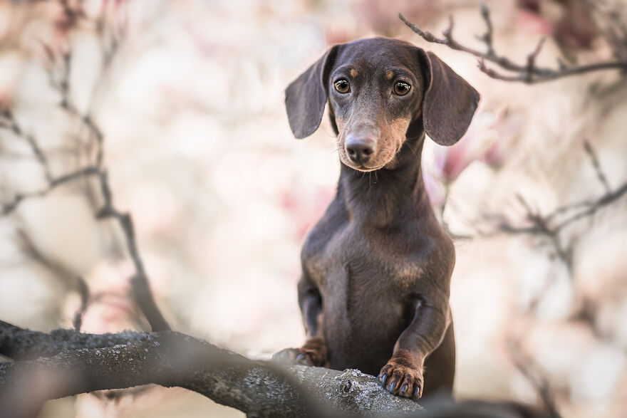 25 Of The Best Dog Photos I’ve Ever Taken - Nikol Kopp