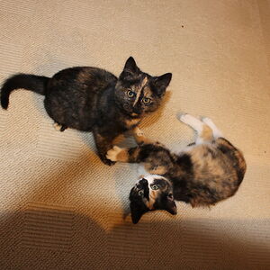 carolyngerbrands avatar