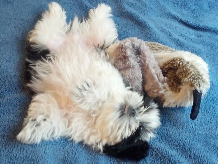 Panda And His Flat Squirrel 🥰