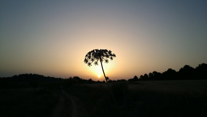 Queen Anne's Lace At Dawn. Murcia, Spain