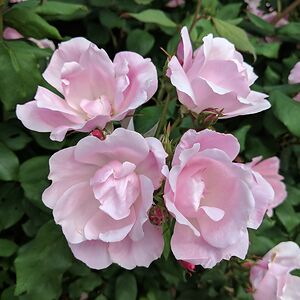 heatherwatson avatar