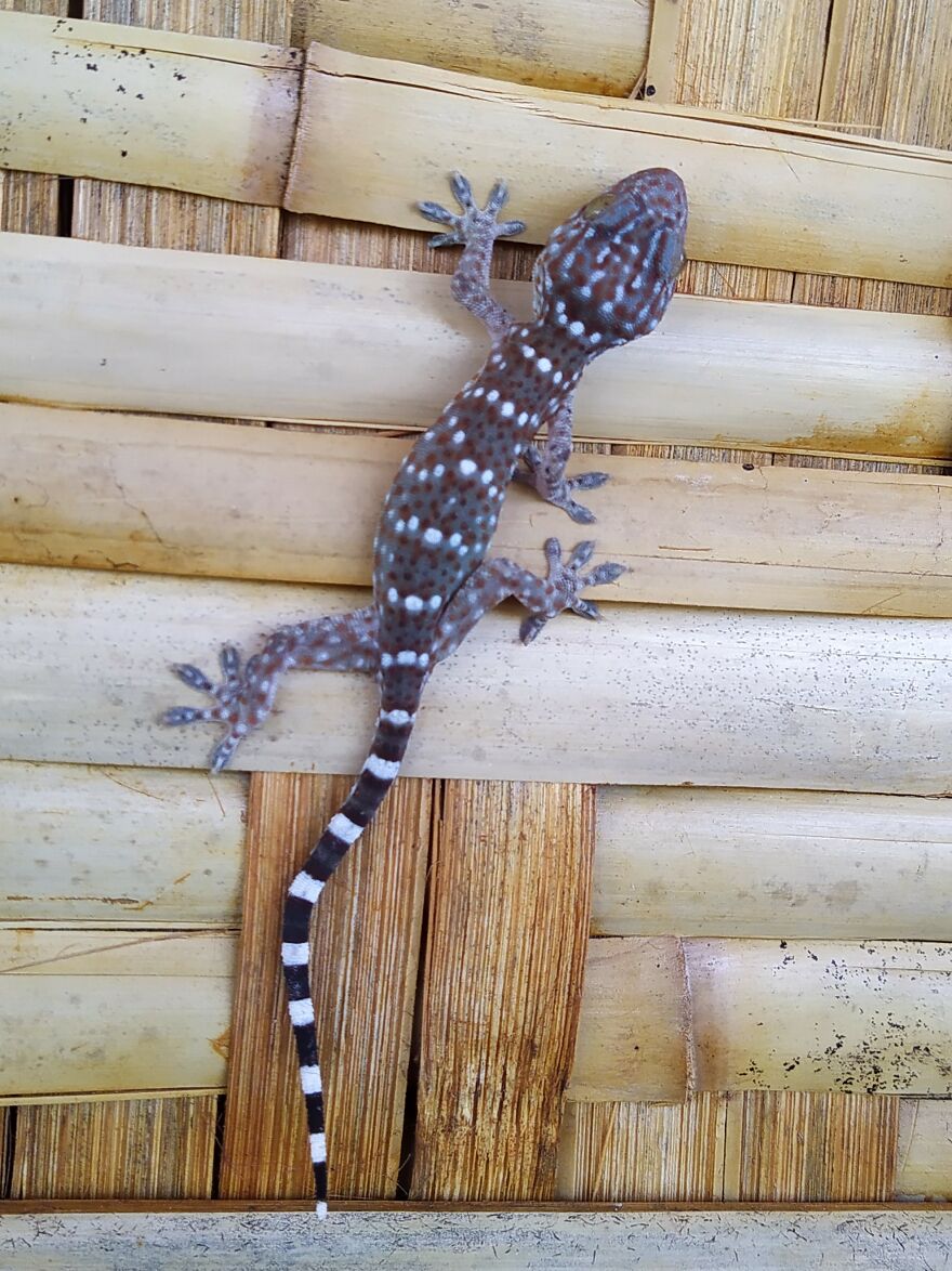 Thailand, Free Spirit Of My House