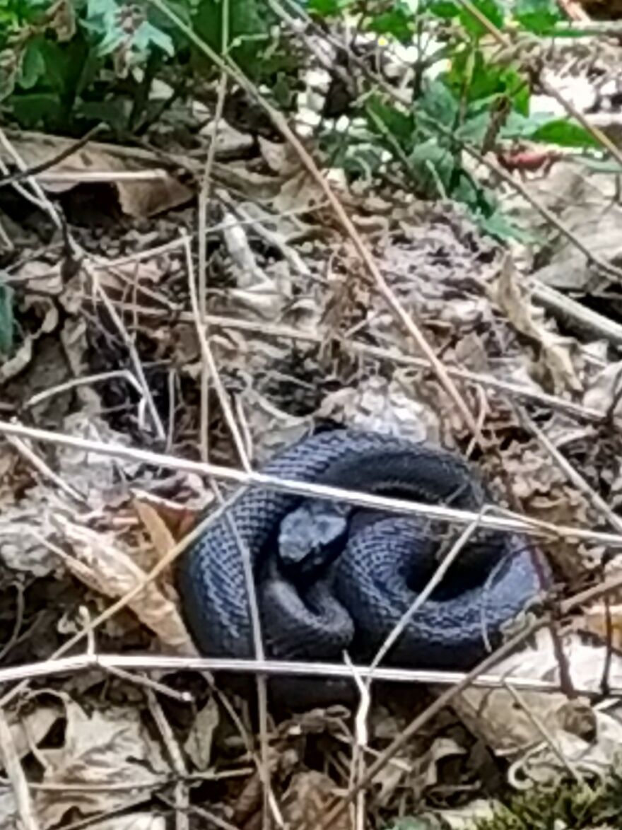 Meet Him Several Times On My Way In The Mountains