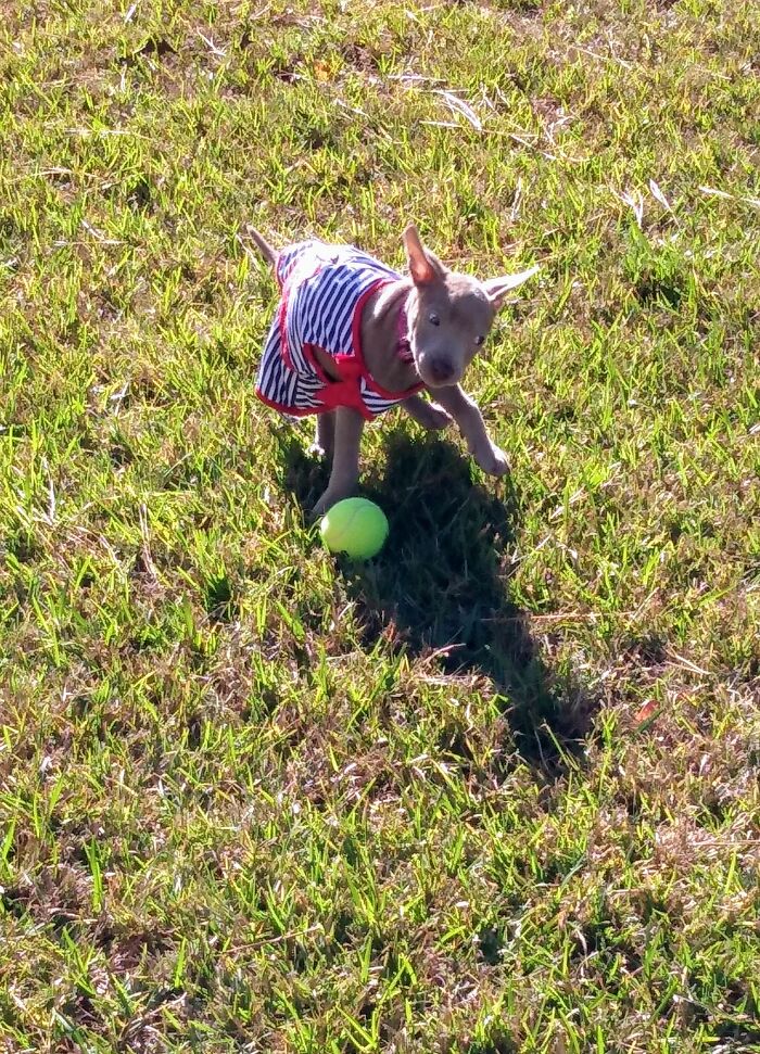 I Can't Play Ball In This Stupid Dress