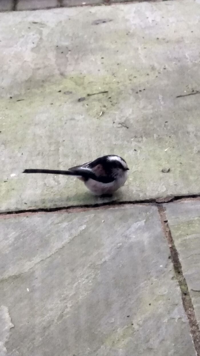 This Poor Bird Flew Into The Window And Sat There For A While