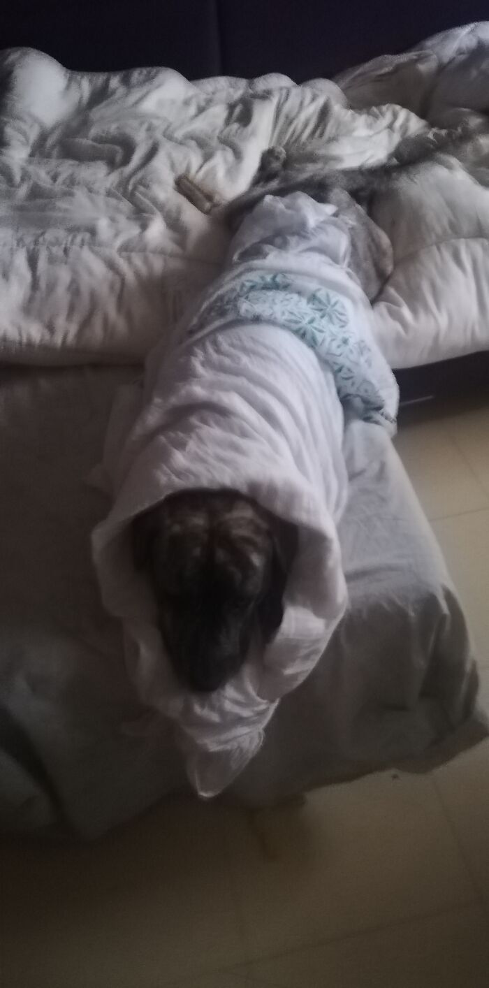 Burrito Doggo