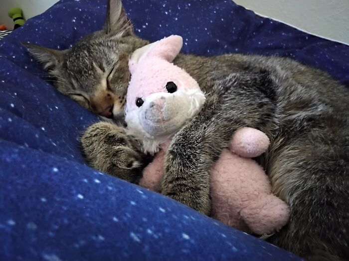 Little Rat Cat... Her Name Is Kiddles