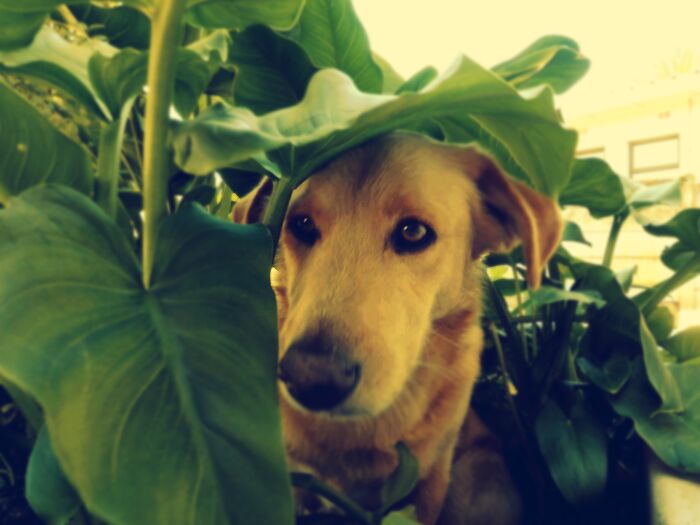 This Is Cooper. Till This Very Day He Thinks That He's Is A Flower