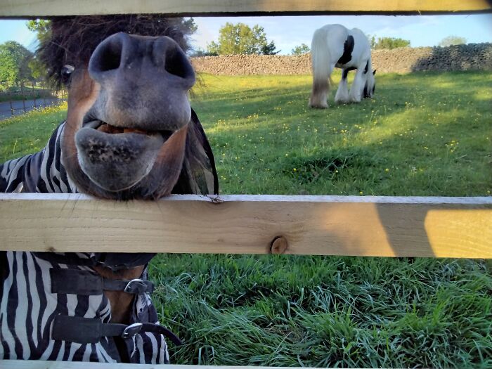 My Derpy Pony In My Field 😁