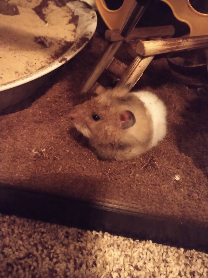 Fresh Coconut Fiber Substrate= Days Of Fun.