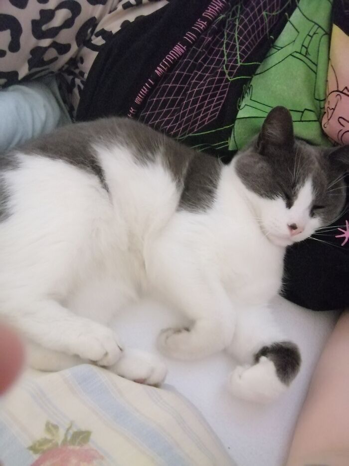 This Is Commissioner Gordon, He's 7 This Month!