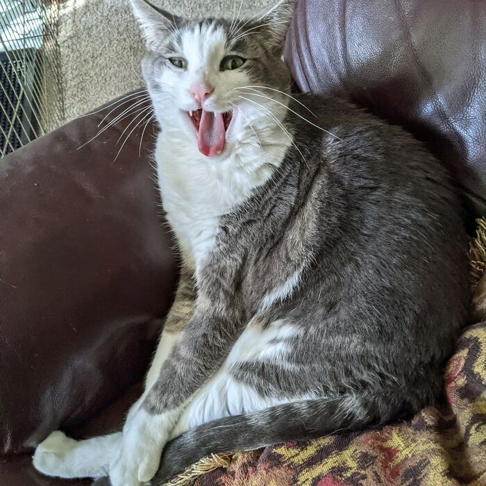 My Cat Would Be So Mad If He Knew I Showed This Picture Of Him