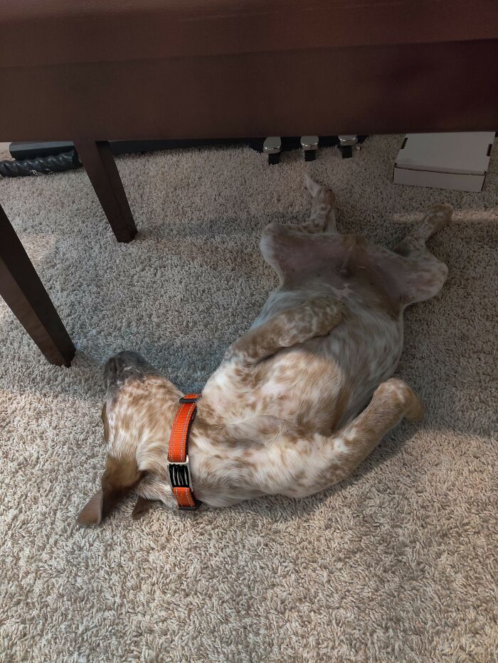 Twig Having A Nap - Before He Had Any Bones