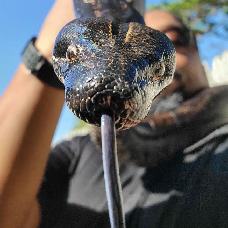 Lillith Says S Is For Ssssnake