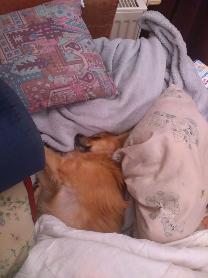 Damian In The Middle Of All His Cushions And Blankets! (On The Sofa.)