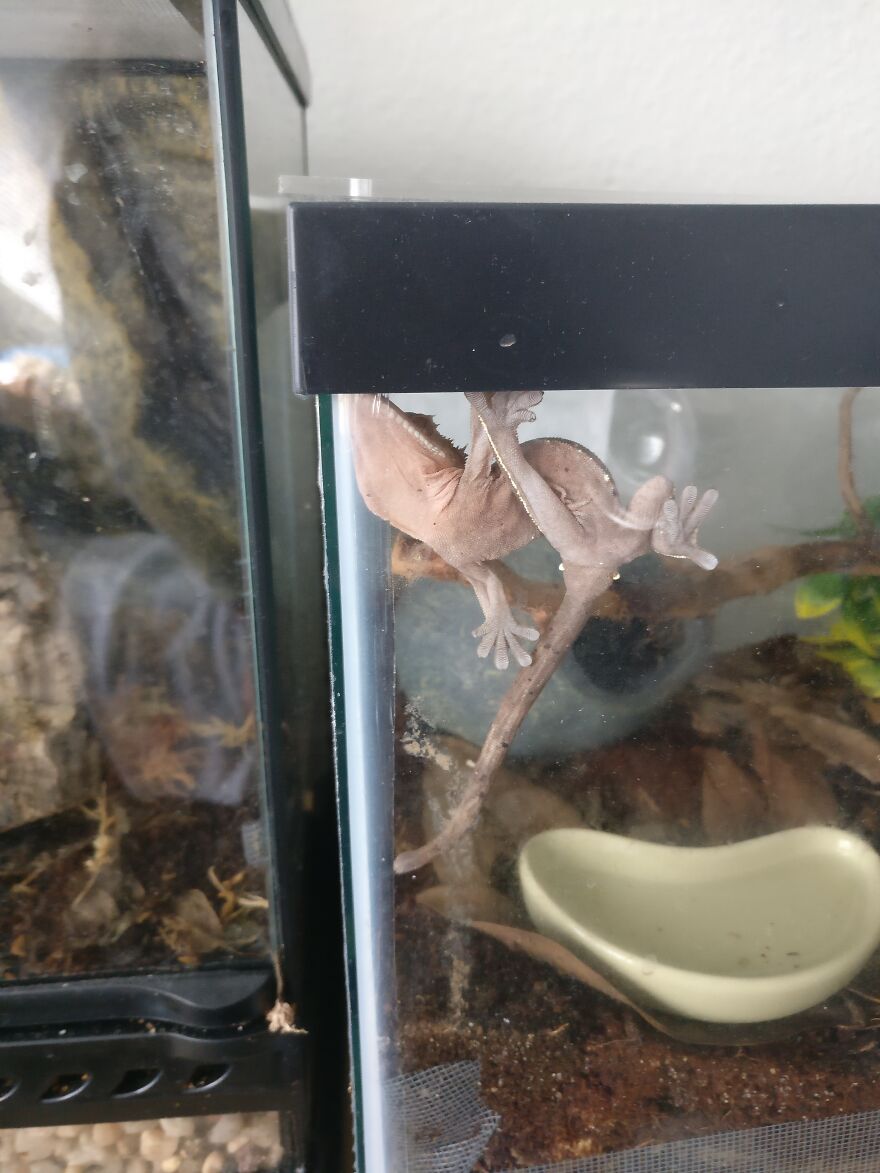 How This Idiot Got The Name Twizzle (He Stayed Like This For For Several Hours)