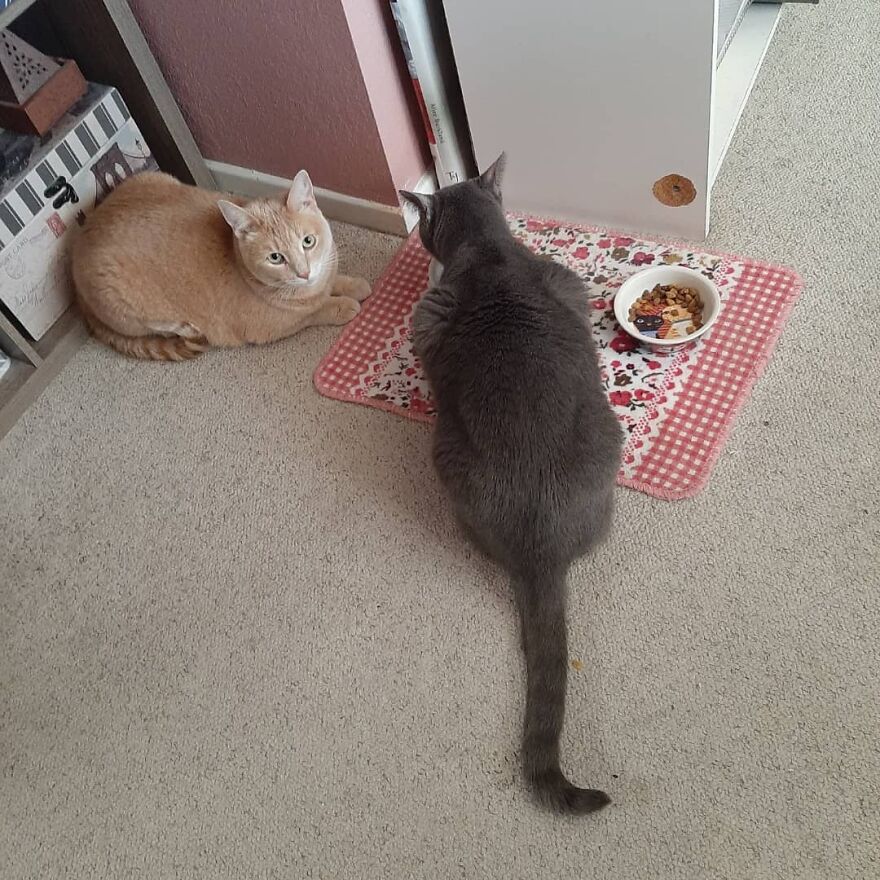 10 Times My Cat Brought The Cuteness 10 Times My Cat Brought The Cuteness